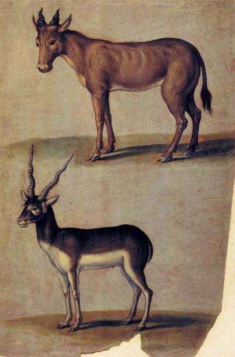 WikiOO.org - Encyclopedia of Fine Arts - Malba, Artwork Ulisse Aldrovandi - Red Hartebeest and Blackbuck