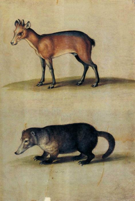 Wikioo.org - The Encyclopedia of Fine Arts - Painting, Artwork by Ulisse Aldrovandi - Red Hartebeest and Mountain Coati