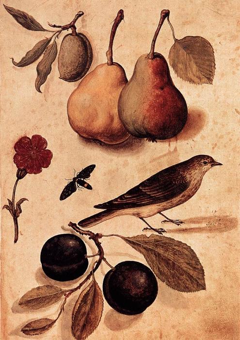 Wikioo.org - สารานุกรมวิจิตรศิลป์ - จิตรกรรม Ulisse Aldrovandi - Specimens of Nature