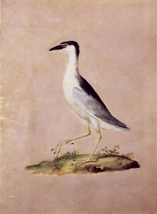 Wikioo.org - Die Enzyklopädie bildender Kunst - Malerei, Kunstwerk von Giuseppe Arcimboldo - vögel