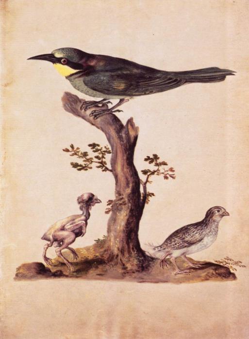 Wikoo.org - موسوعة الفنون الجميلة - اللوحة، العمل الفني Giuseppe Arcimboldo - Birds
