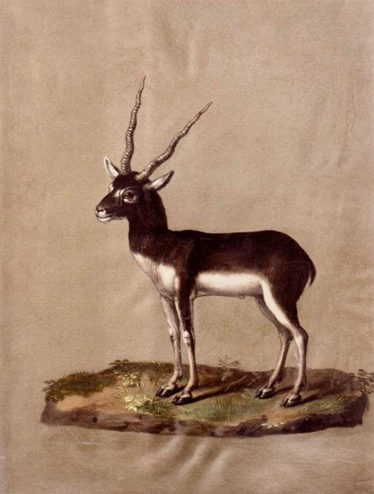 Wikioo.org - The Encyclopedia of Fine Arts - Painting, Artwork by Giuseppe Arcimboldo - Mammals