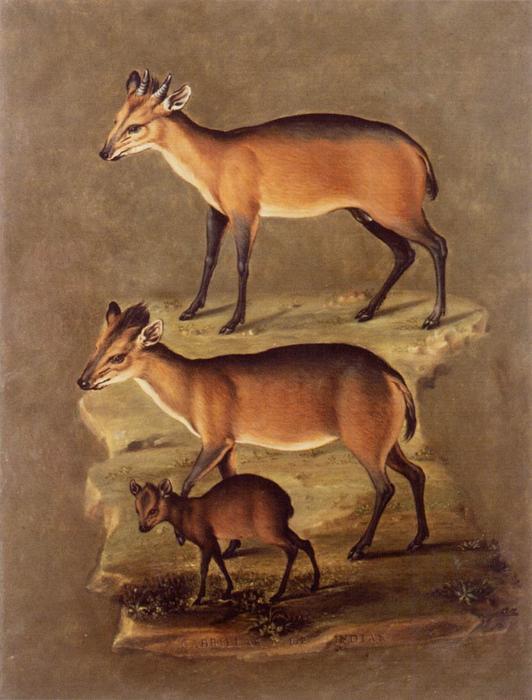 WikiOO.org - Güzel Sanatlar Ansiklopedisi - Resim, Resimler Giuseppe Arcimboldo - Mammals