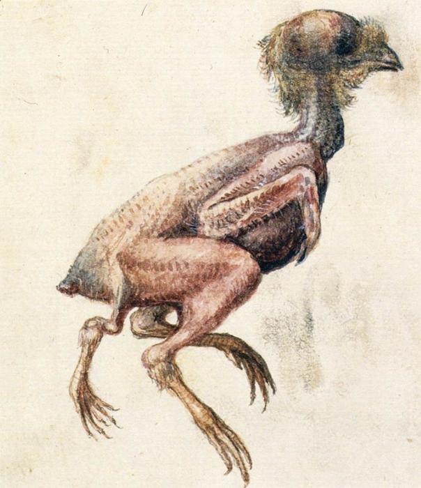 Wikioo.org - The Encyclopedia of Fine Arts - Painting, Artwork by Giuseppe Arcimboldo - Study of a Featherless Three-Footed Chick