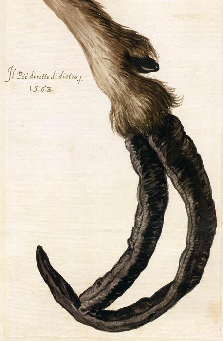 WikiOO.org - 백과 사전 - 회화, 삽화 Giuseppe Arcimboldo - Study of a Goat's Deformed Hoof