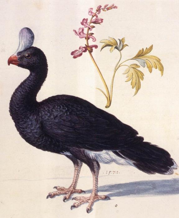 Wikioo.org - The Encyclopedia of Fine Arts - Painting, Artwork by Giuseppe Arcimboldo - Study of a Helmeted Curassow