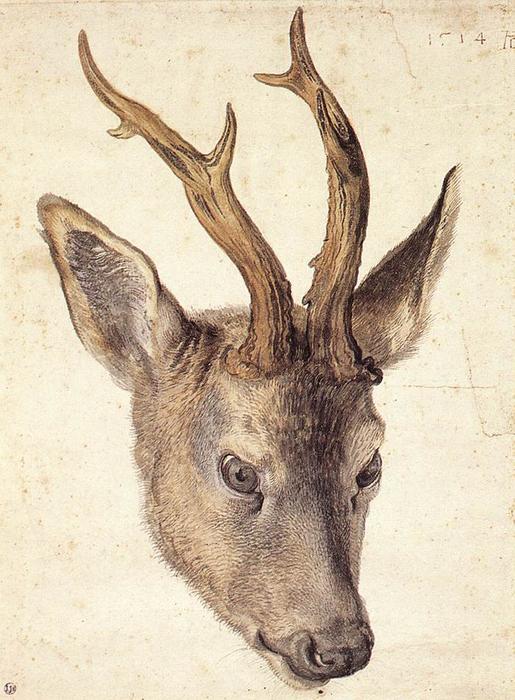 Wikioo.org - The Encyclopedia of Fine Arts - Painting, Artwork by Albrecht Durer - Head of the Stag