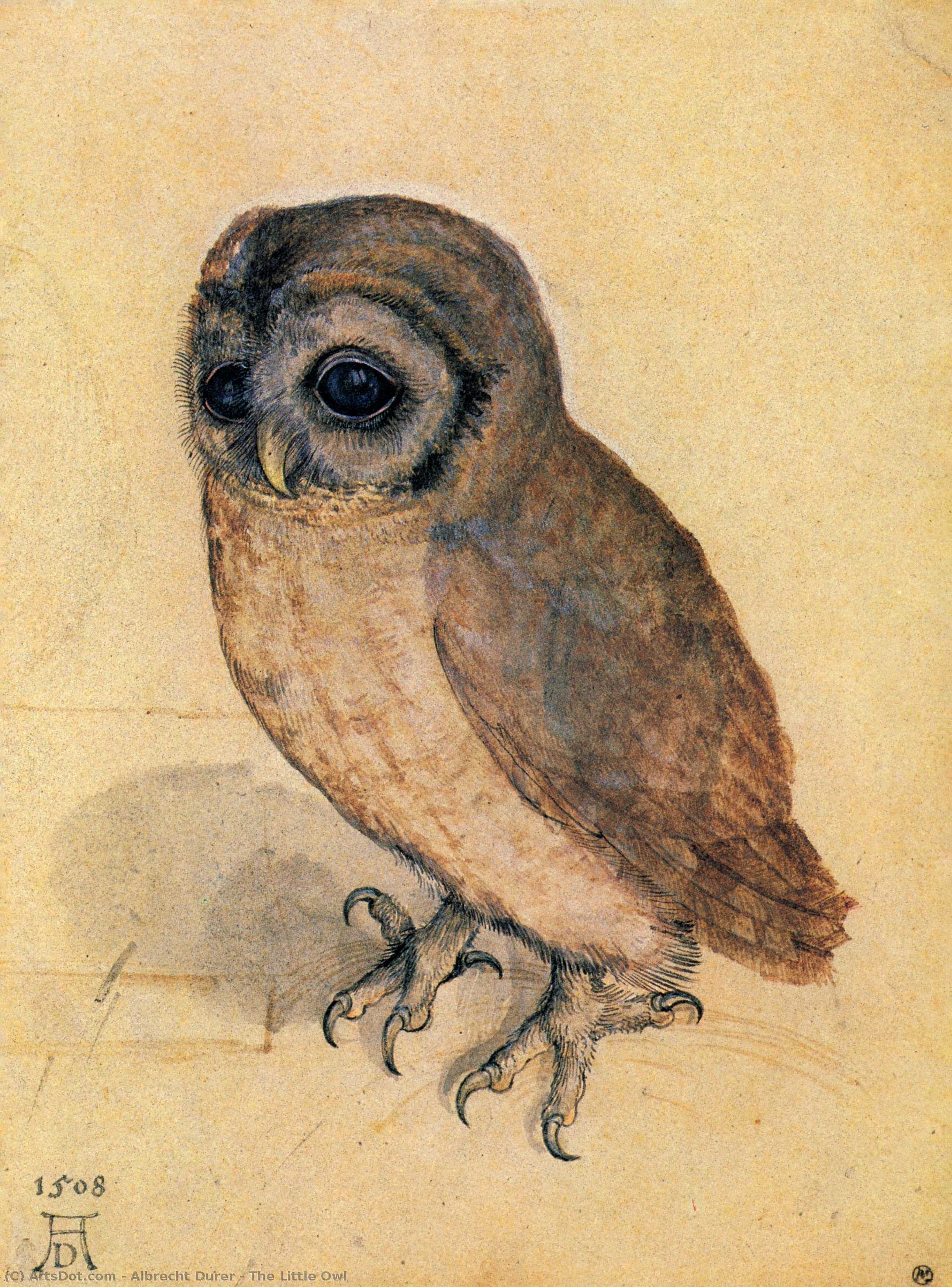 WikiOO.org – 美術百科全書 - 繪畫，作品 Albrecht Durer - 小 猫头鹰