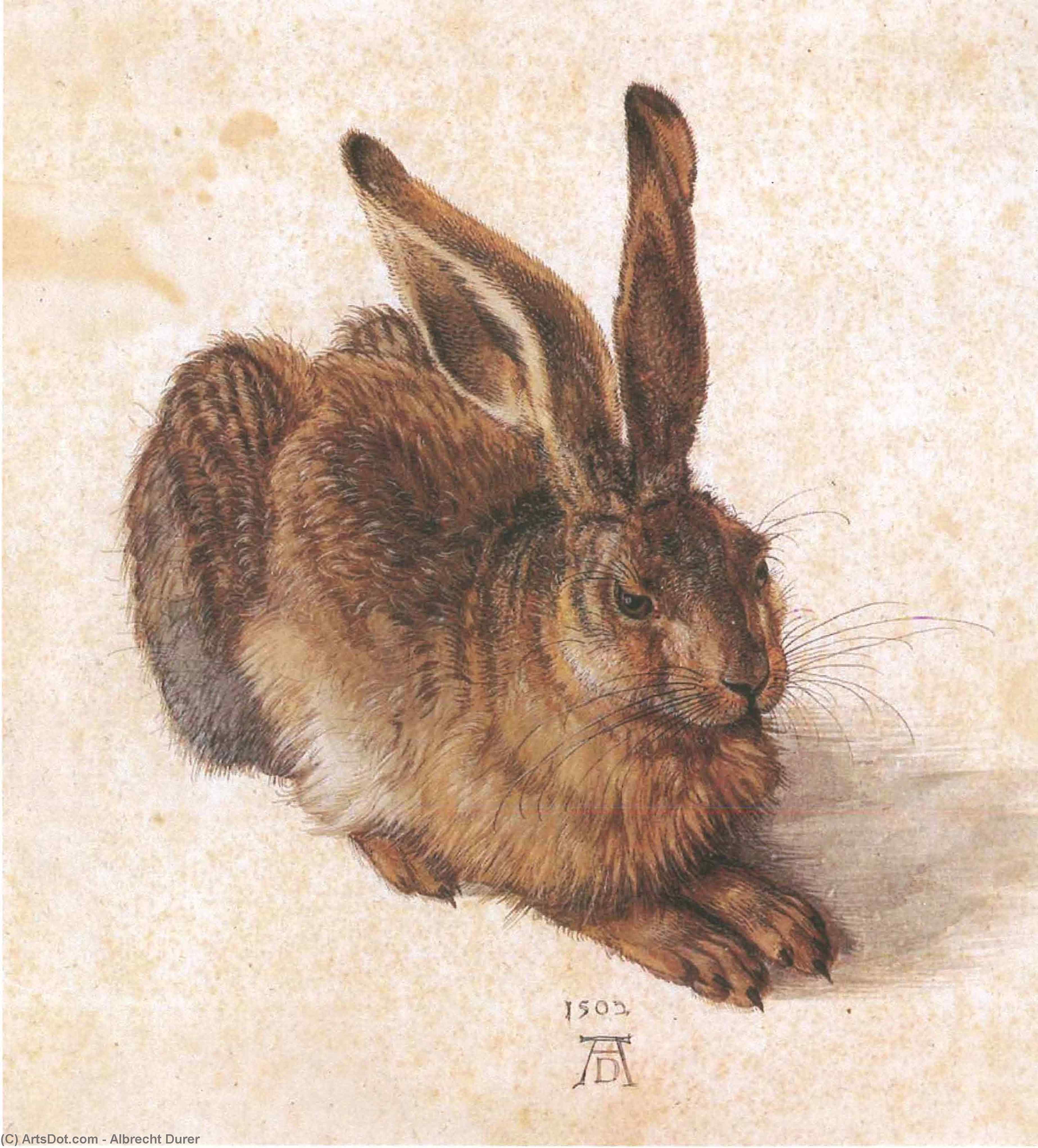 Young Hare - Albrecht Durer