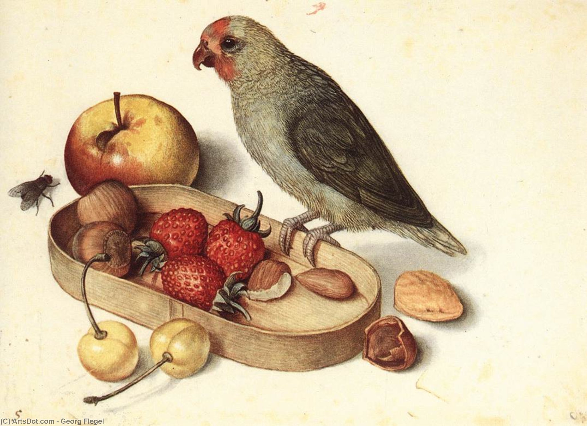 Wikioo.org - The Encyclopedia of Fine Arts - Painting, Artwork by Georg Flegel - Still-Life with Pygmy Parrot