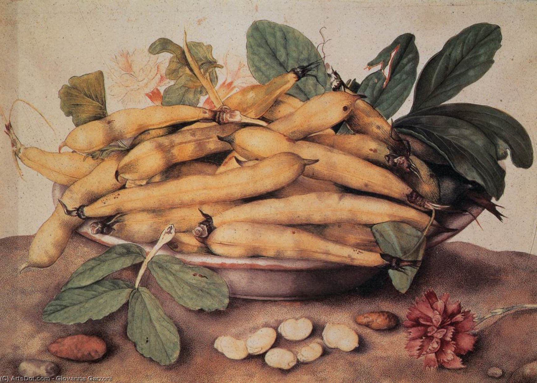 WikiOO.org - אנציקלופדיה לאמנויות יפות - ציור, יצירות אמנות Giovanna Garzoni - Plate of Peas