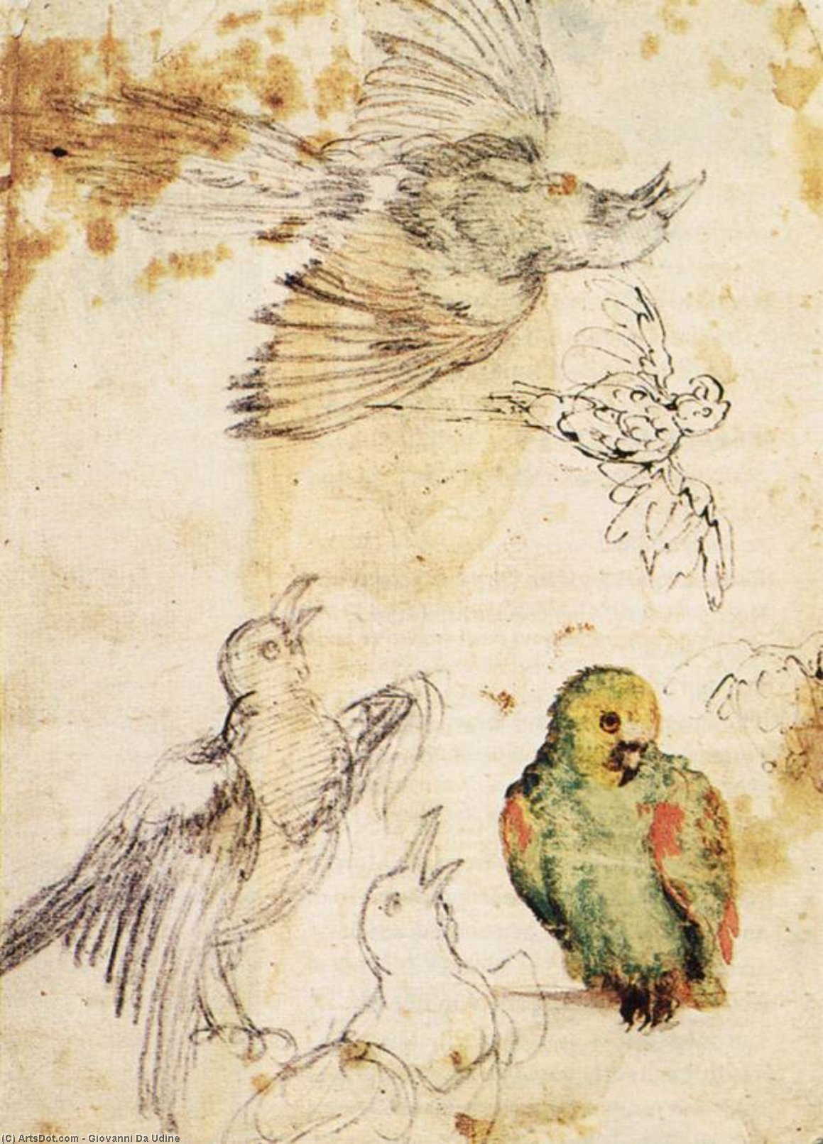 Wikioo.org - The Encyclopedia of Fine Arts - Painting, Artwork by Giovanni Da Udine - Study of a Parrot and Other Birds