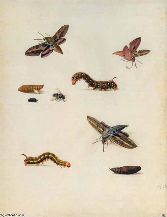 WikiOO.org - Encyclopedia of Fine Arts - Maleri, Artwork Herman Henstenburgh - Insects