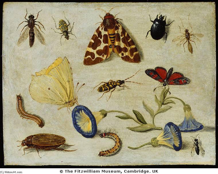 Wikoo.org - موسوعة الفنون الجميلة - اللوحة، العمل الفني Jan Van Kessel - Insects