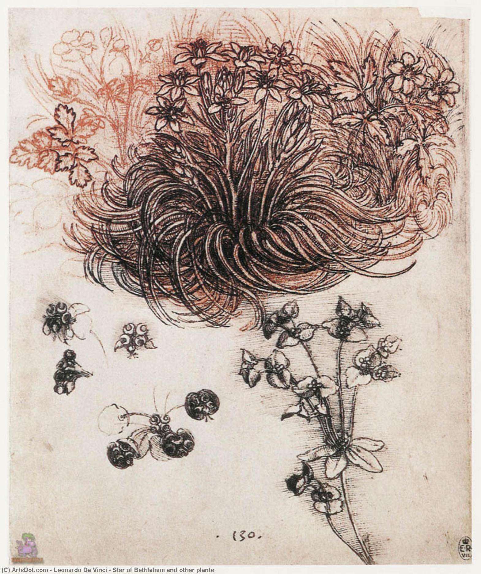 WikiOO.org - Encyclopedia of Fine Arts - Maleri, Artwork Leonardo Da Vinci - Star of Bethlehem and other plants