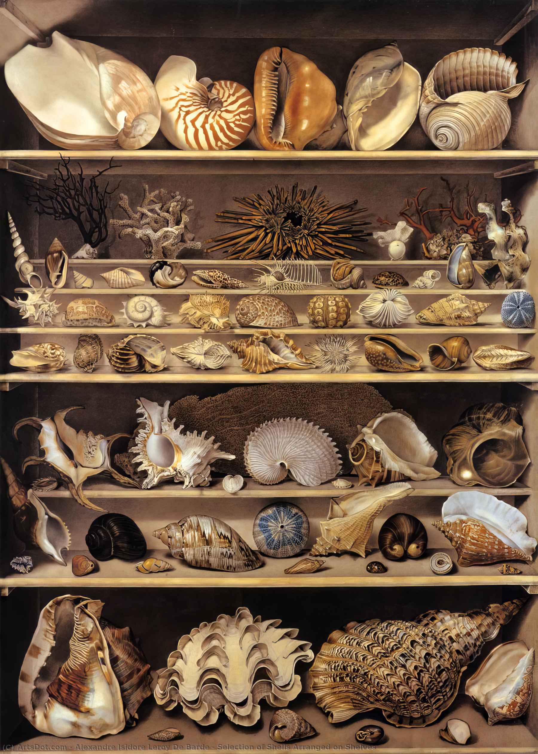 Wikioo.org – L'Encyclopédie des Beaux Arts - Peinture, Oeuvre de Alexandre Isidore Leroy De Barde - sélection de  coquillages  arrangé  sur  étagères