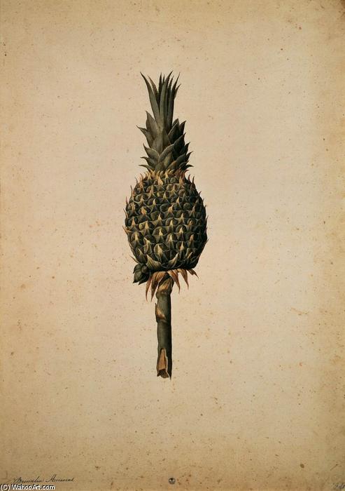 Wikioo.org - The Encyclopedia of Fine Arts - Painting, Artwork by Jacopo Ligozzi - Pineapple (Bromelia ananas)