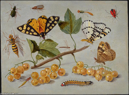 WikiOO.org - Εγκυκλοπαίδεια Καλών Τεχνών - Ζωγραφική, έργα τέχνης Jan Van Kessel - Butterflies and Insects