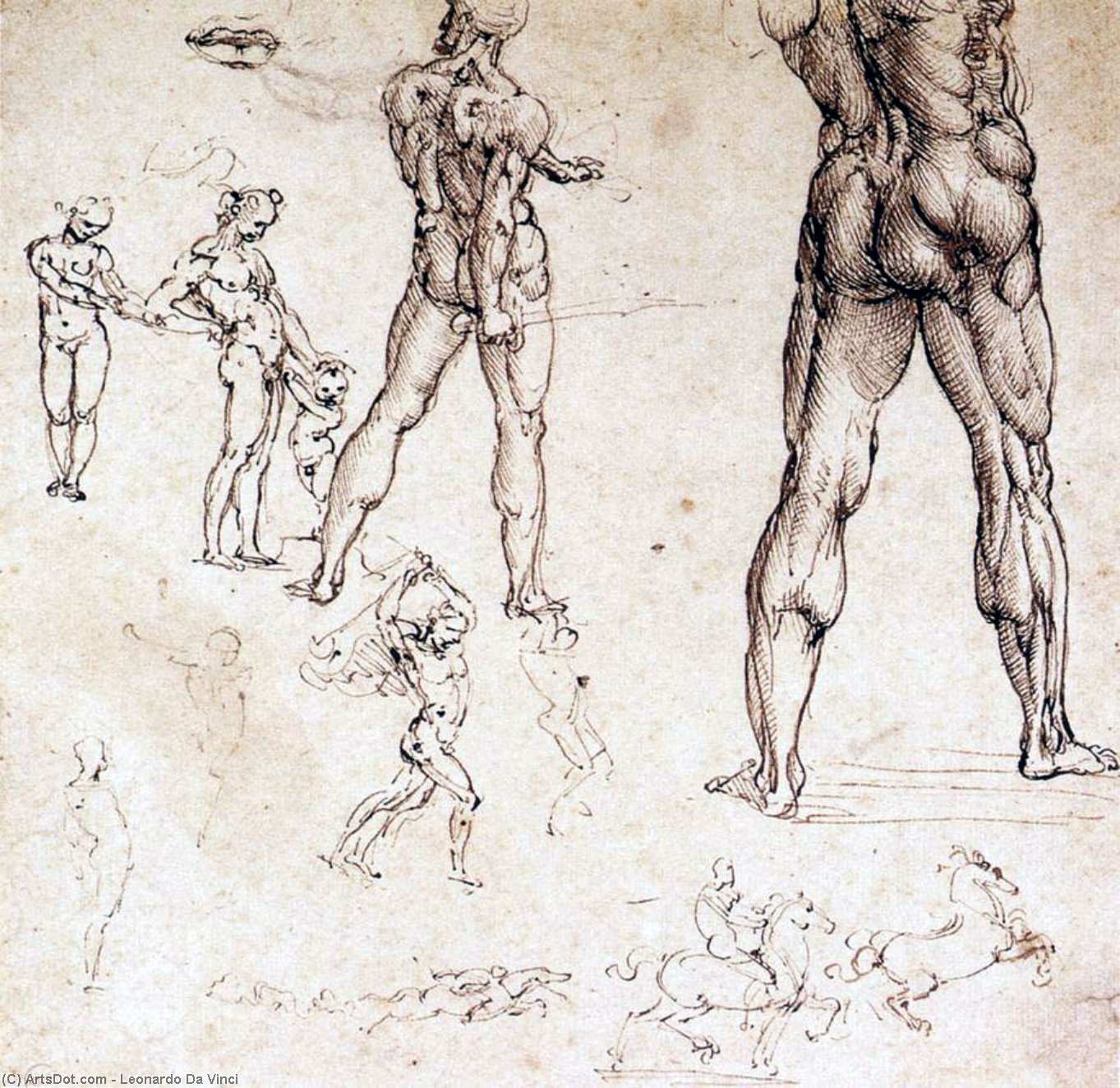 WikiOO.org - Güzel Sanatlar Ansiklopedisi - Resim, Resimler Leonardo Da Vinci - Anatomical studies
