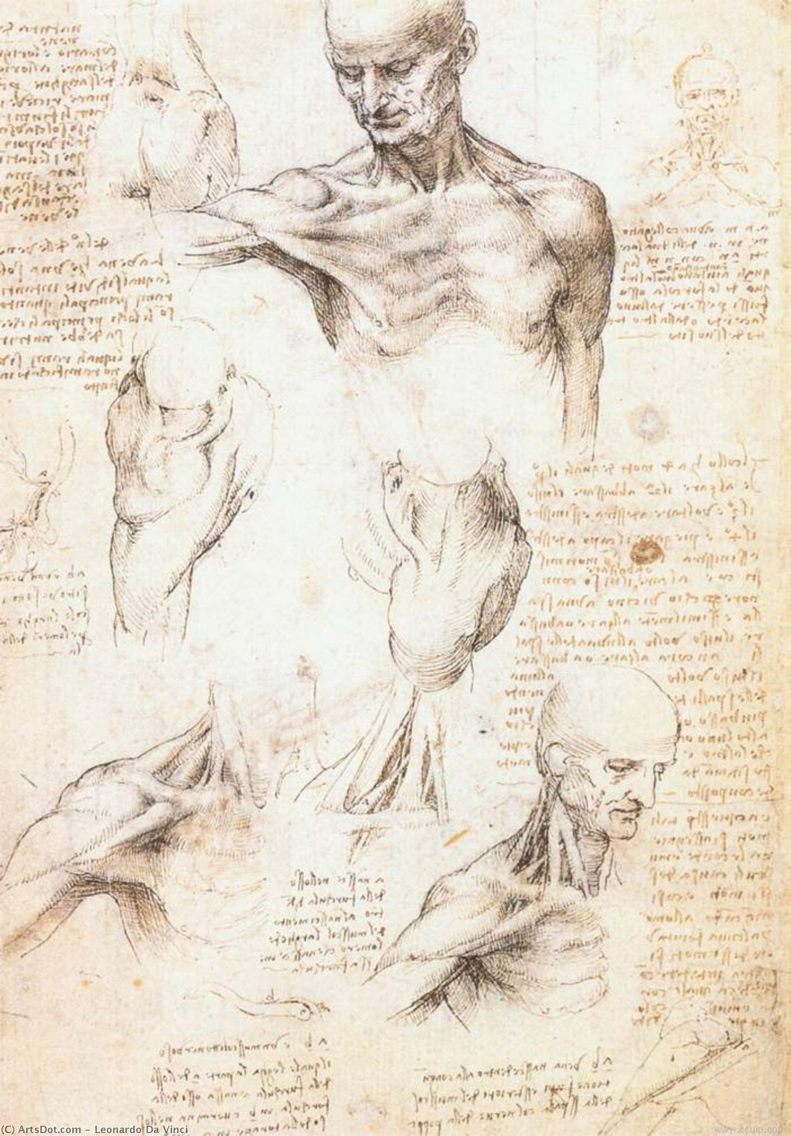 WikiOO.org - Encyclopedia of Fine Arts - Maleri, Artwork Leonardo Da Vinci - Anatomical studies of a male shoulder