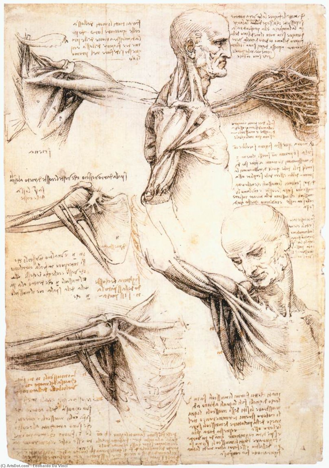 WikiOO.org - Encyclopedia of Fine Arts - Maleri, Artwork Leonardo Da Vinci - Anatomical studies of the shoulder