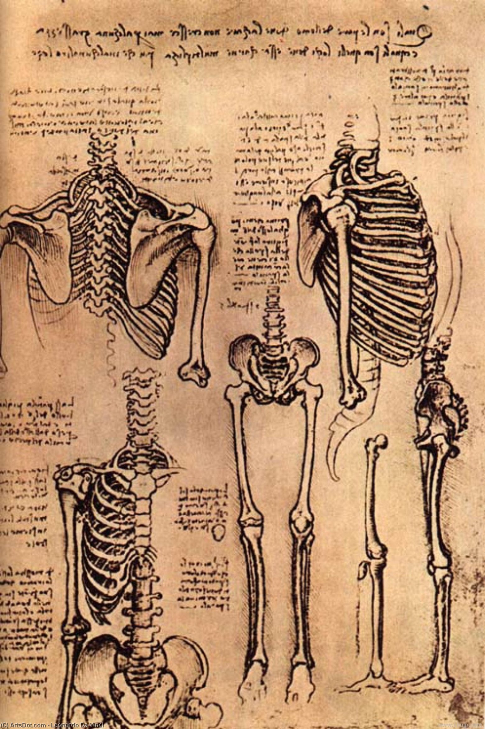 WikiOO.org - Енциклопедия за изящни изкуства - Живопис, Произведения на изкуството Leonardo Da Vinci - Drawing of the Torso and the Arms