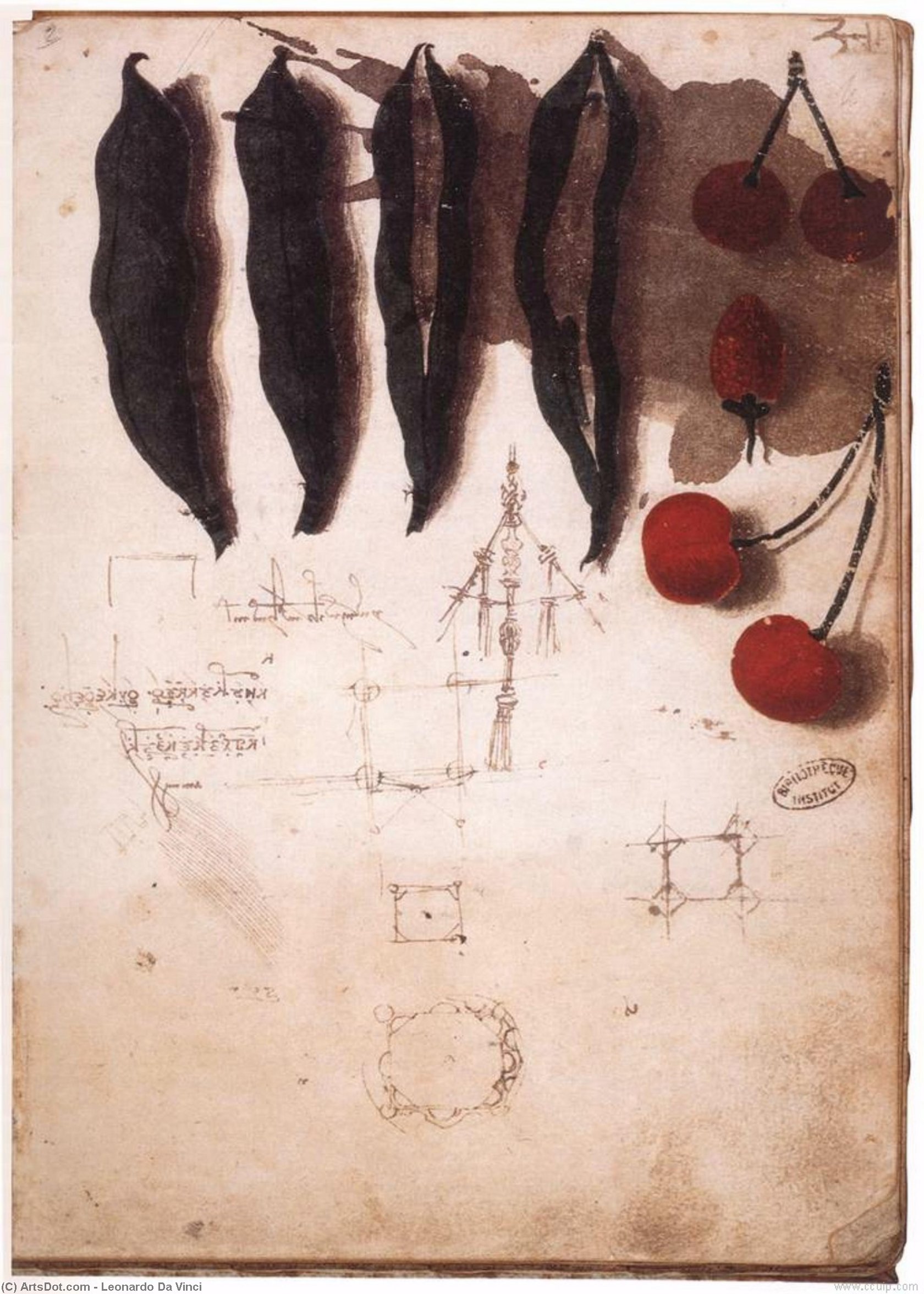 Wikioo.org - สารานุกรมวิจิตรศิลป์ - จิตรกรรม Leonardo Da Vinci - Fruit, vegetables and other studies