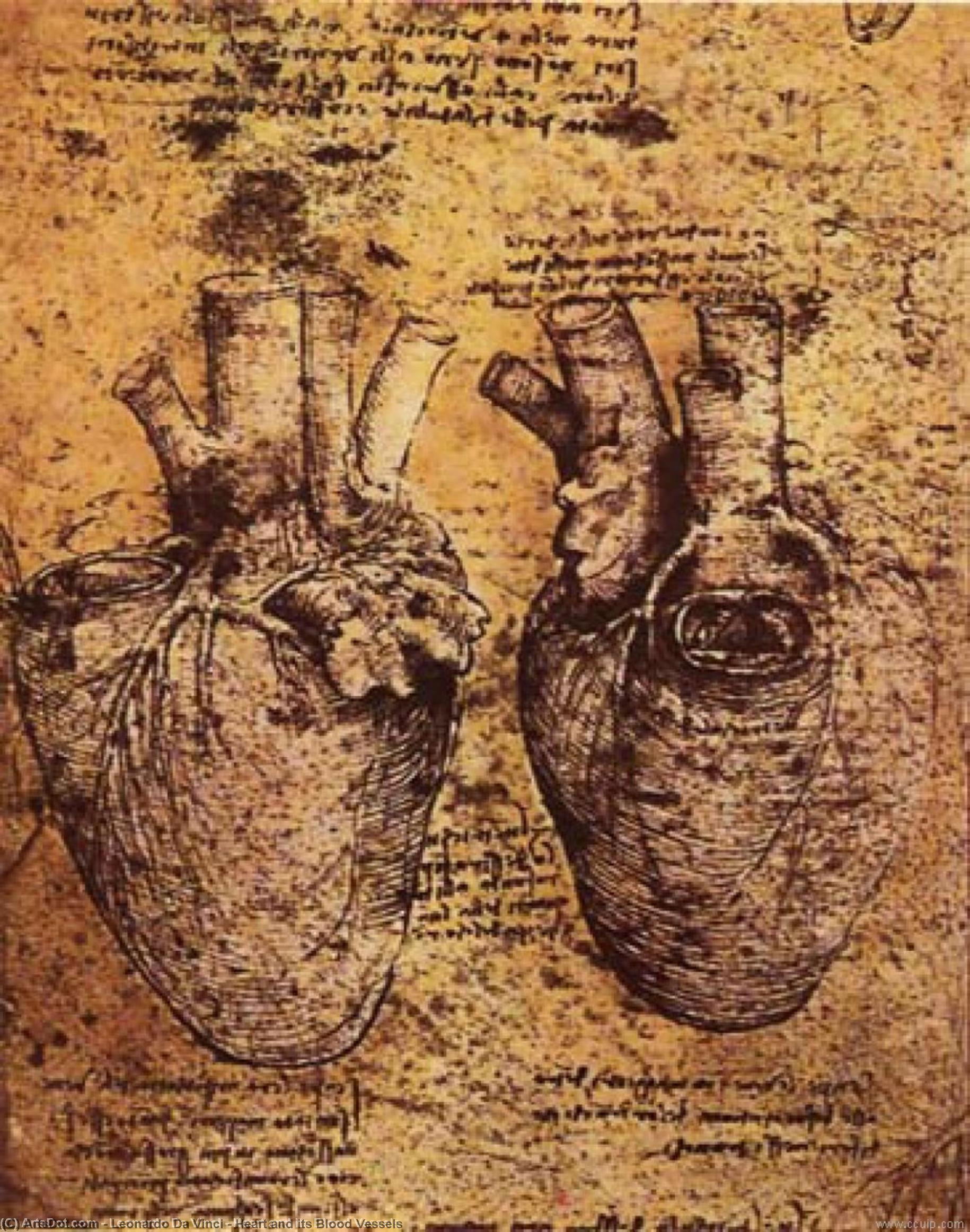 Wikioo.org - The Encyclopedia of Fine Arts - Painting, Artwork by Leonardo Da Vinci - Heart and its Blood Vessels