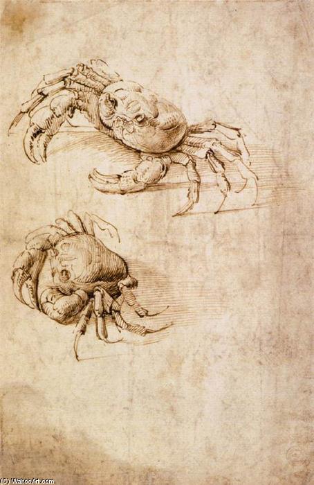 Wikoo.org - موسوعة الفنون الجميلة - اللوحة، العمل الفني Leonardo Da Vinci - Studies of crabs