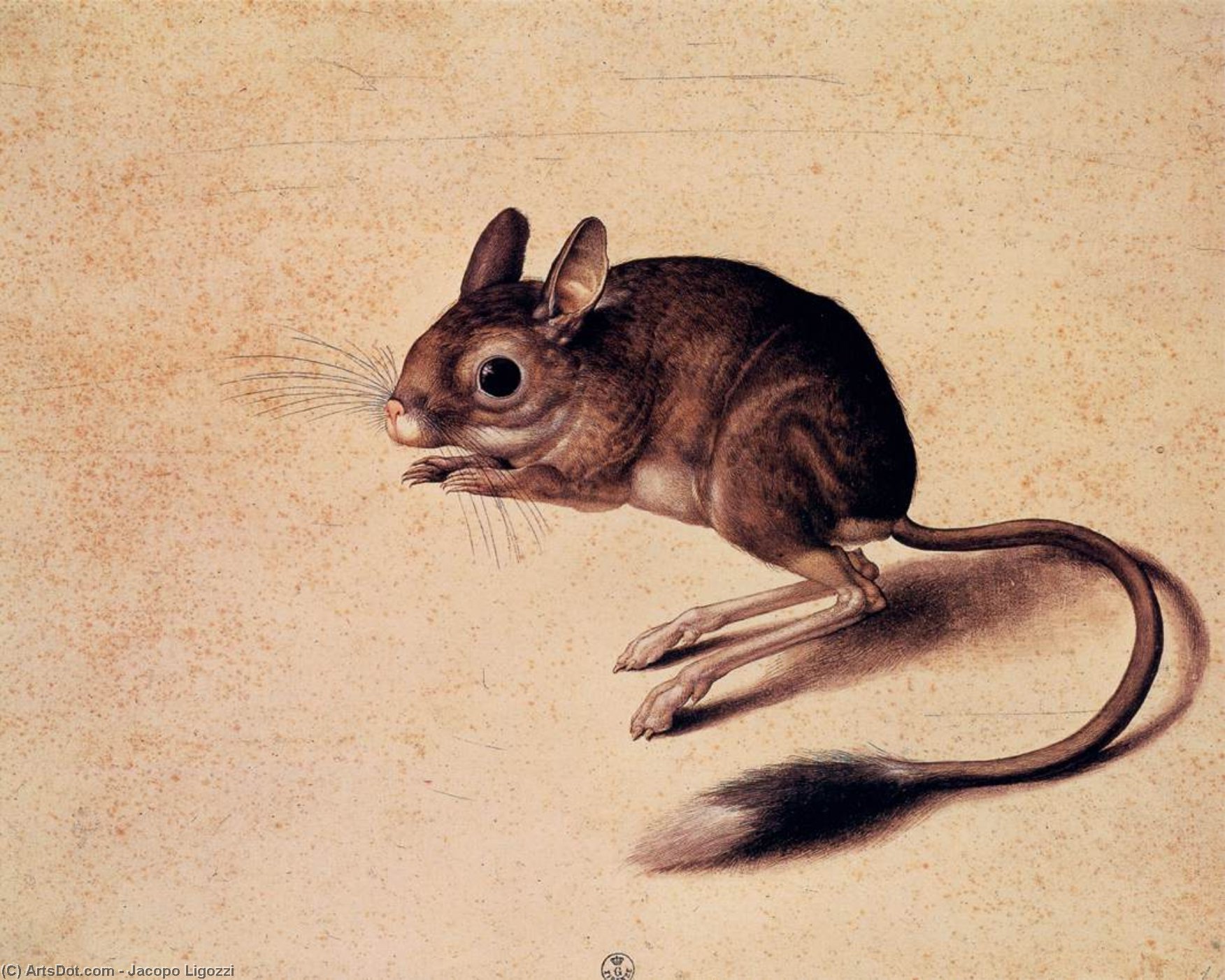 WikiOO.org - Encyclopedia of Fine Arts - Lukisan, Artwork Jacopo Ligozzi - Gerbil