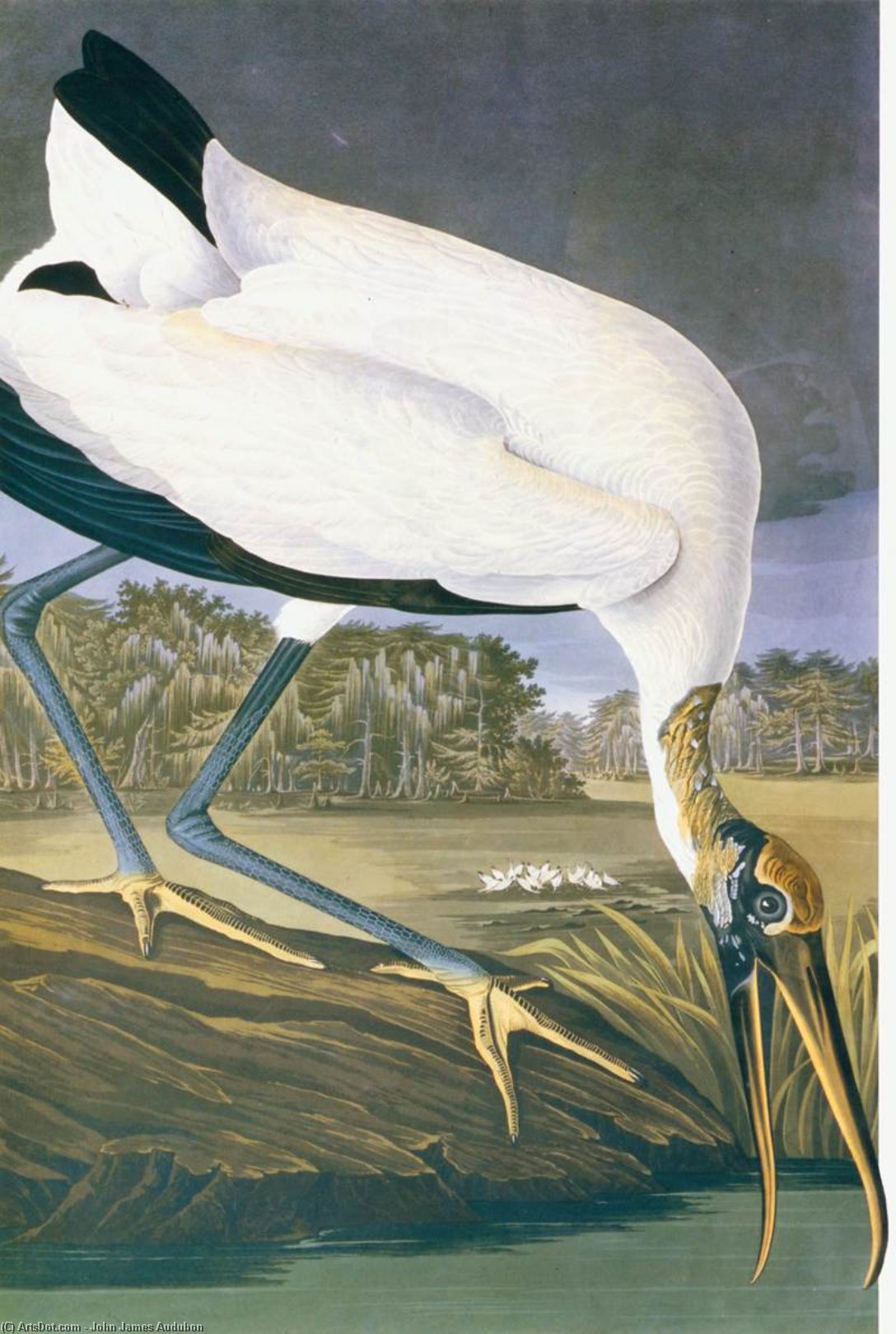 WikiOO.org - 百科事典 - 絵画、アートワーク John James Audubon - アメリカン コウノトリ