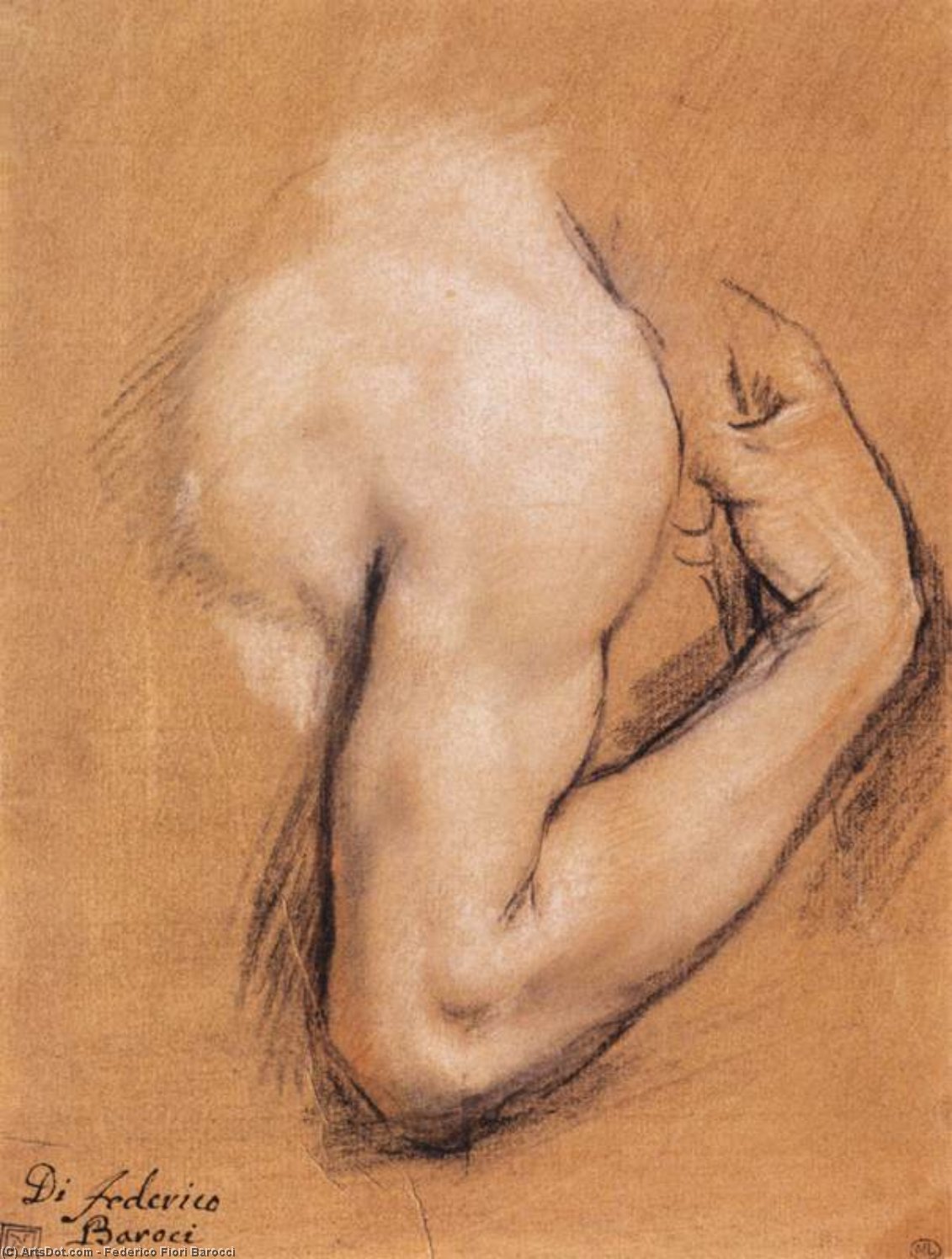 Wikioo.org - The Encyclopedia of Fine Arts - Painting, Artwork by Federico Fiori Barocci - Study of a Bent Right Arm