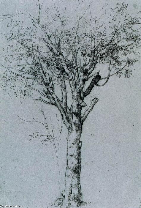 Wikioo.org - The Encyclopedia of Fine Arts - Painting, Artwork by Cesare Da Sesto - Study of a Tree