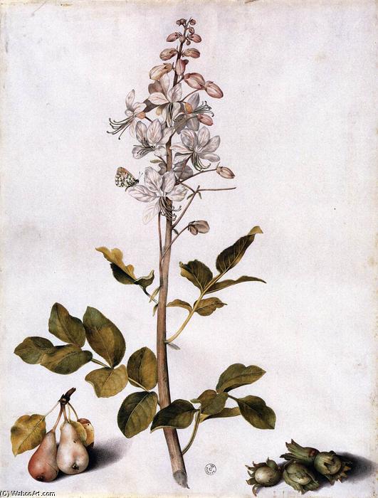 Wikioo.org - Bách khoa toàn thư về mỹ thuật - Vẽ tranh, Tác phẩm nghệ thuật Giovanna Garzoni - Branch of Dittany with Four Hazelnuts and Two Pears