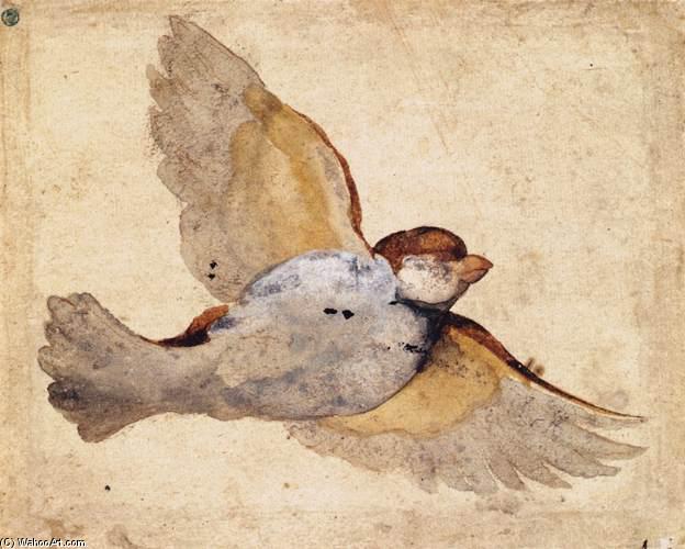 Wikioo.org - The Encyclopedia of Fine Arts - Painting, Artwork by Giovanni Da Udine - Study of a Flying Sparrow