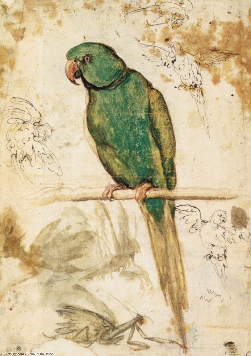 WikiOO.org - Enciklopedija likovnih umjetnosti - Slikarstvo, umjetnička djela Giovanni Da Udine - Study of a Parrot