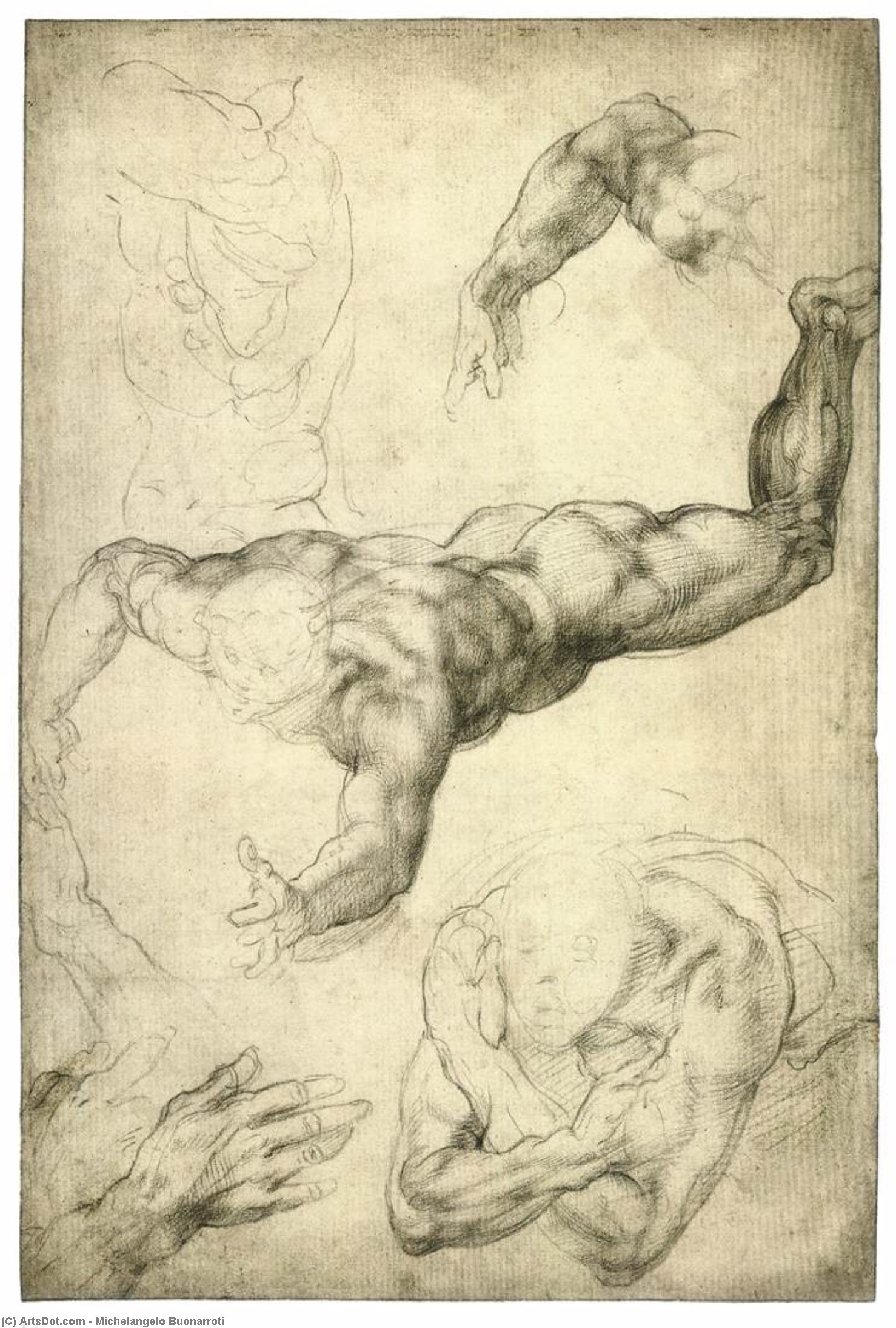 Wikioo.org - The Encyclopedia of Fine Arts - Painting, Artwork by Michelangelo Buonarroti - Studies of Arms and Hands (recto)