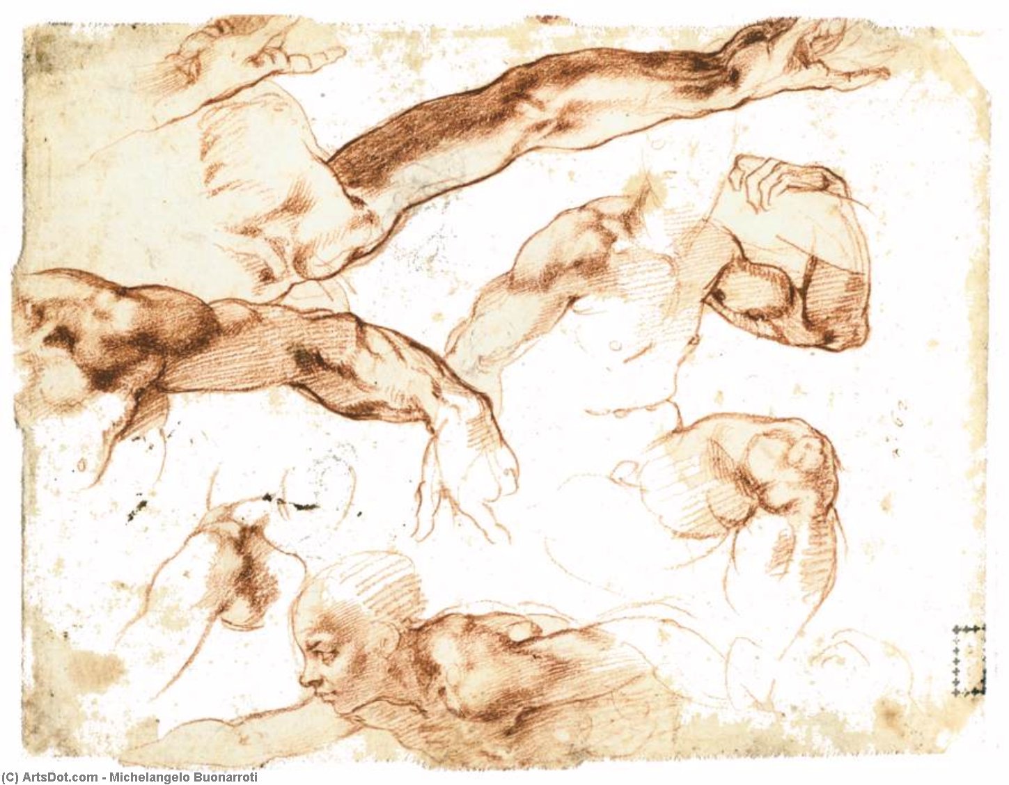 Wikioo.org - The Encyclopedia of Fine Arts - Painting, Artwork by Michelangelo Buonarroti - Various Studies of Figures and Limbs (verso)