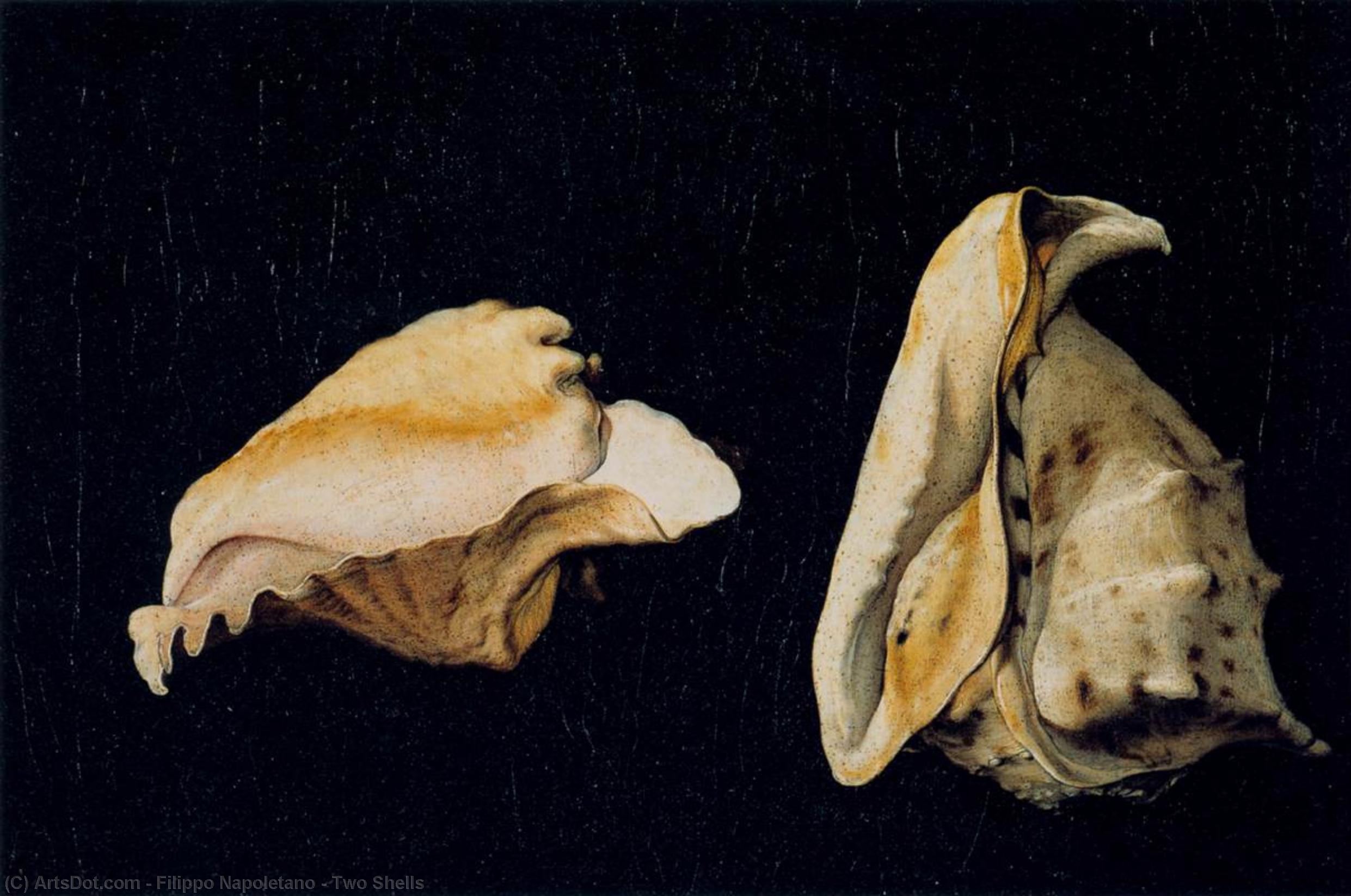 Wikioo.org - The Encyclopedia of Fine Arts - Painting, Artwork by Filippo Napoletano - Two Shells