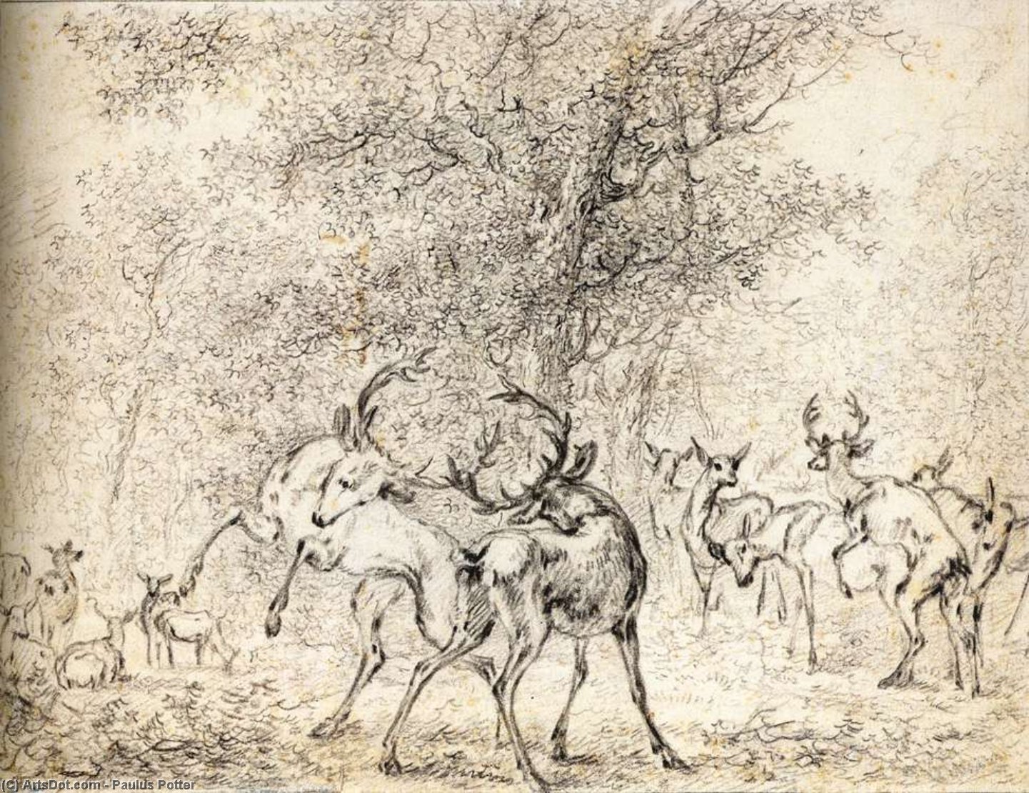 Wikioo.org - Bách khoa toàn thư về mỹ thuật - Vẽ tranh, Tác phẩm nghệ thuật Paulus Potter - Deer in the Wood