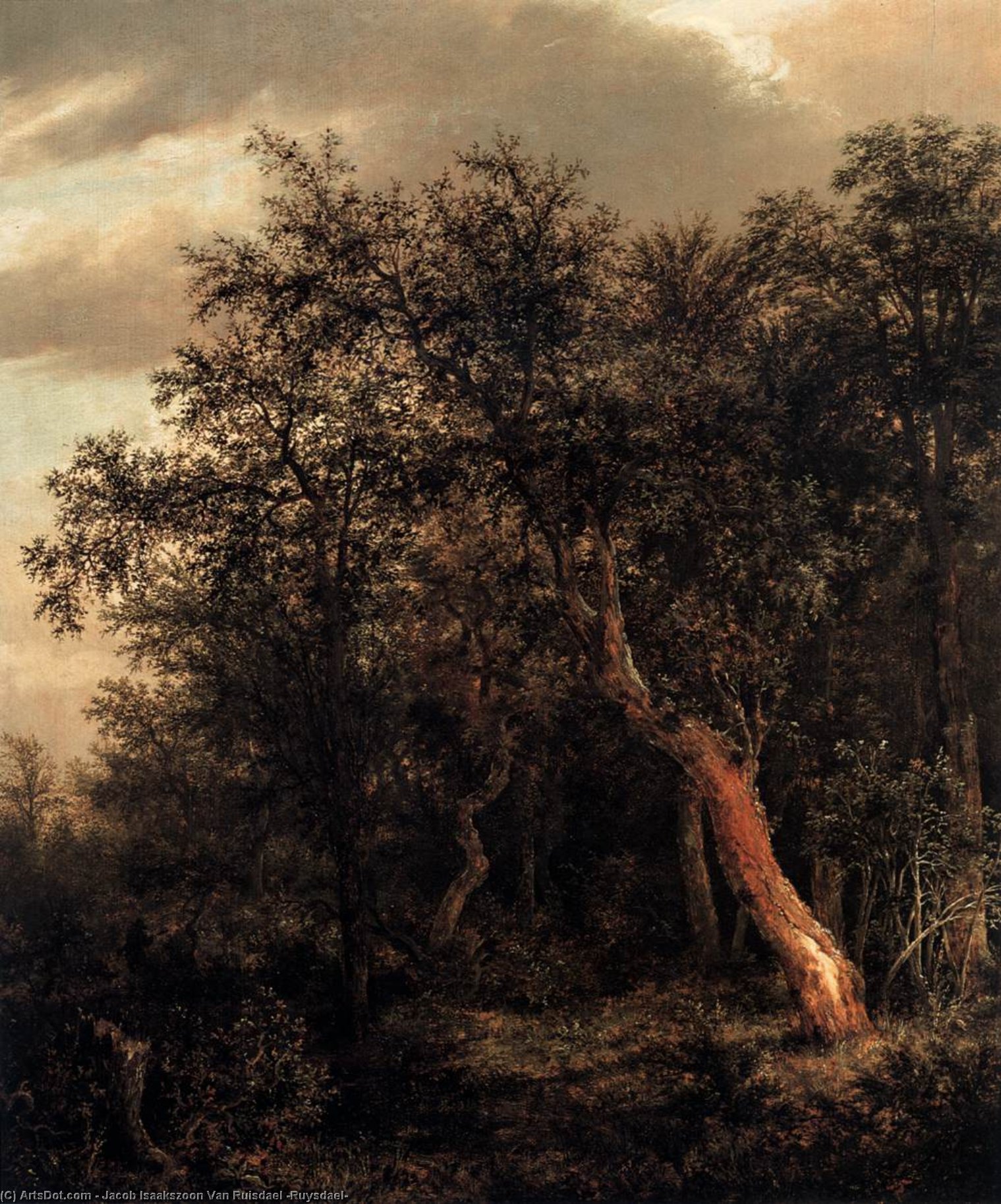 WikiOO.org - Енциклопедия за изящни изкуства - Живопис, Произведения на изкуството Jacob Isaakszoon Van Ruisdael (Ruysdael) - Glade in a Wood