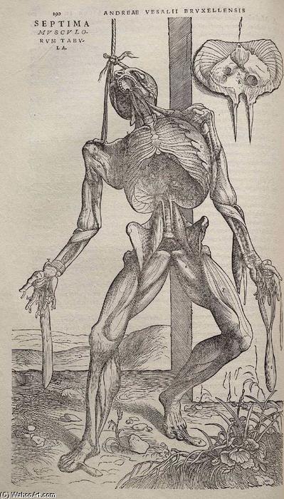 Wikioo.org - The Encyclopedia of Fine Arts - Painting, Artwork by Andreas Vesalius - Dissected human body