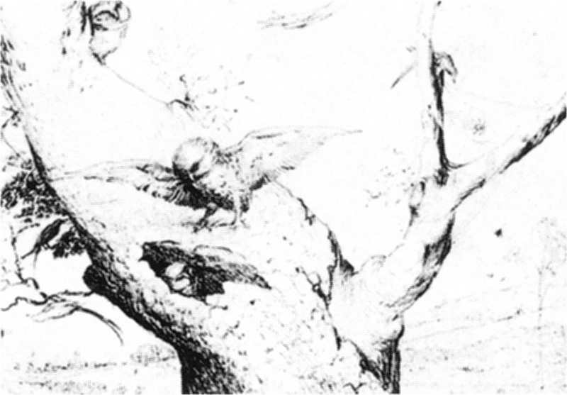 Wikioo.org – L'Enciclopedia delle Belle Arti - Pittura, Opere di Hieronymus Bosch - Nest of Owls
