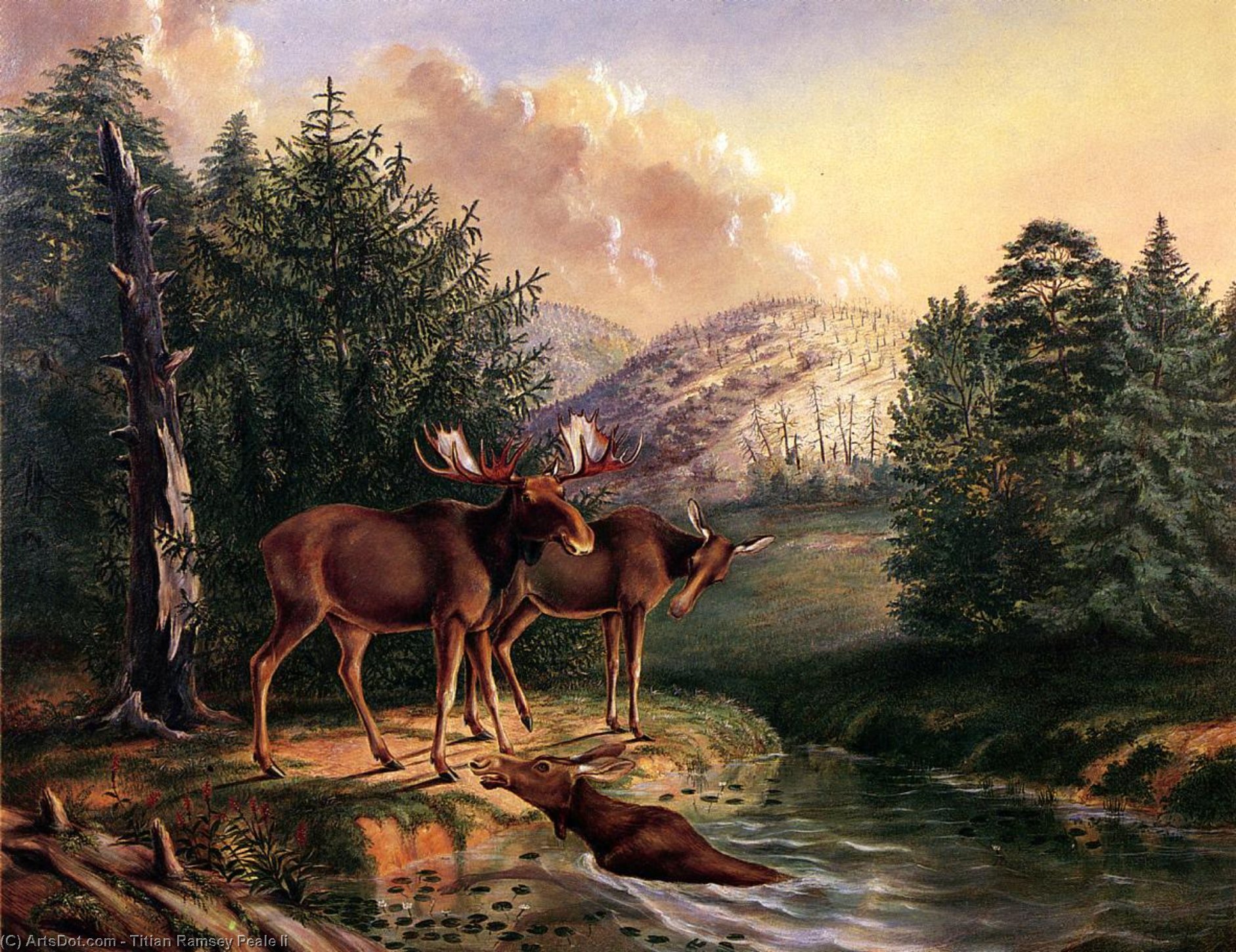 Wikioo.org - The Encyclopedia of Fine Arts - Painting, Artwork by Titian Ramsey Peale Ii - Moose in Maine
