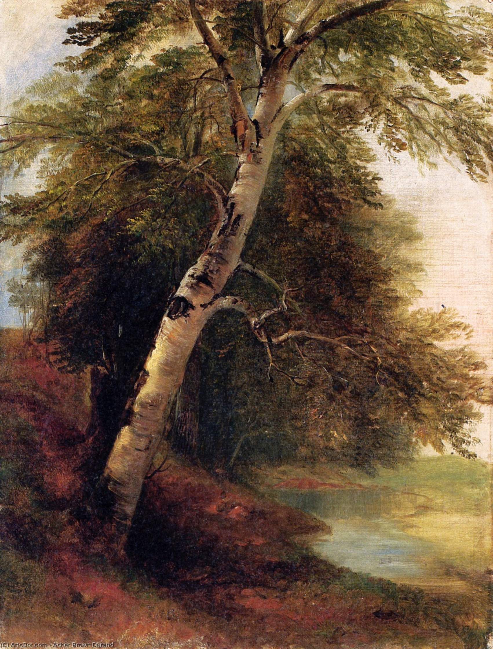Wikioo.org - The Encyclopedia of Fine Arts - Painting, Artwork by Asher Brown Durand - Nature Study: A Birch Tree