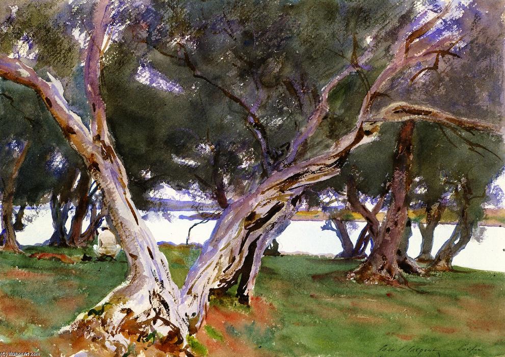 Wikioo.org - The Encyclopedia of Fine Arts - Painting, Artwork by John Singer Sargent - Olive Trees, Corfu