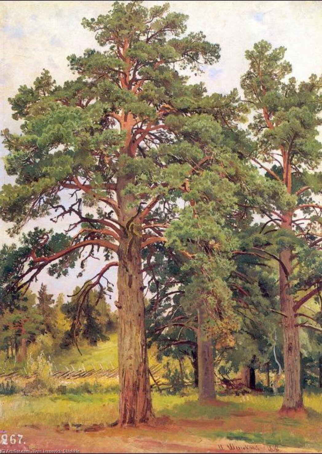 Wikioo.org - The Encyclopedia of Fine Arts - Painting, Artwork by Ivan Ivanovich Shishkin - Pine without sunshine (etude)