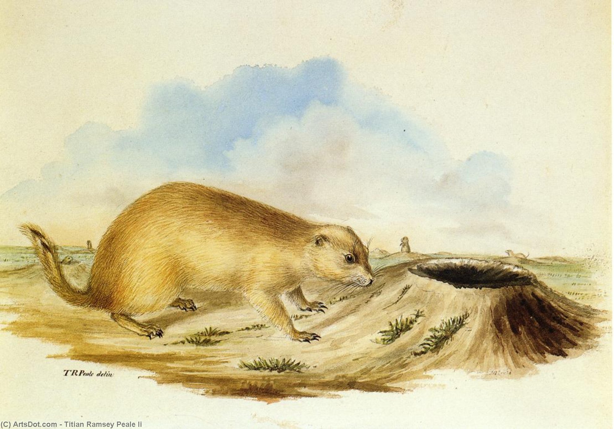 Wikioo.org - The Encyclopedia of Fine Arts - Painting, Artwork by Titian Ramsey Peale Ii - Prairie Dog