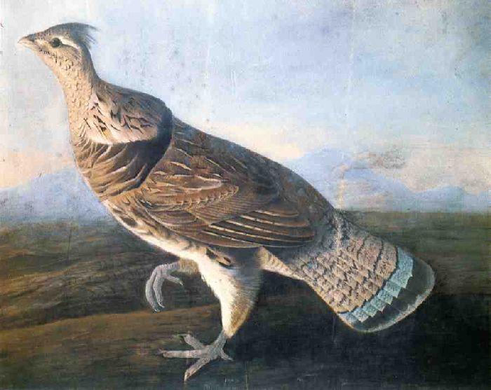 Wikioo.org - The Encyclopedia of Fine Arts - Painting, Artwork by John James Audubon - Ruffed Grouse