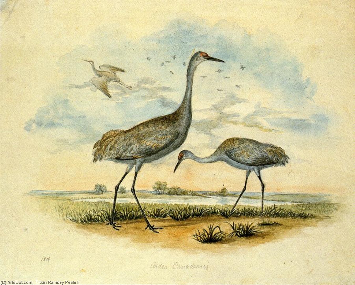 WikiOO.org - Encyclopedia of Fine Arts - Målning, konstverk Titian Ramsey Peale Ii - Sandhill Cranes